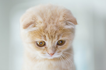 Image showing close up of scottish fold kitten