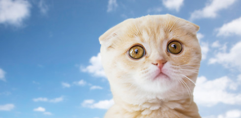 Image showing close up of scottish fold kitten over blue sky