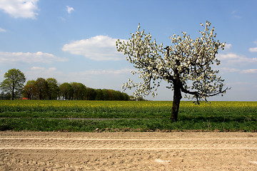 Image showing Apple tree blossom