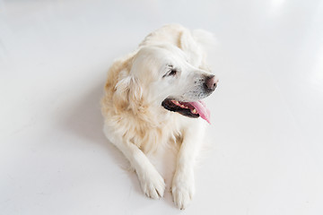 Image showing close up of golden retriever dog lying on floor