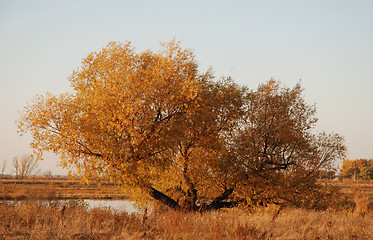 Image showing gold tree