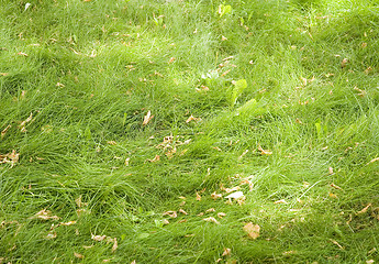 Image showing green grass