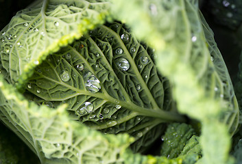 Image showing Savoy cabbage leaves with watter drops