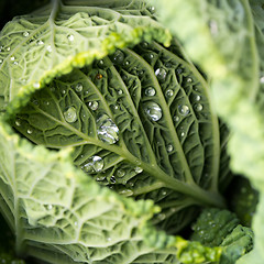 Image showing Savoy cabbage leaves with watter drops