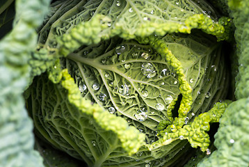 Image showing Savoy cabbage leaves with watter drops