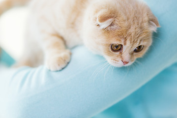 Image showing close up of scottish fold kitten in owner hands