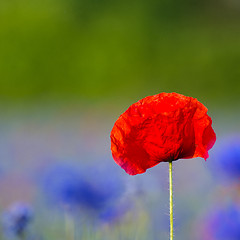 Image showing Single poppy flower closeup