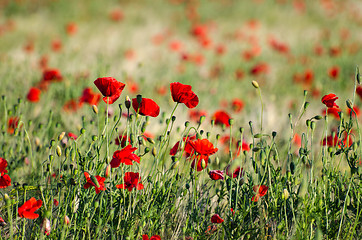 Image showing Bright shiny poppies