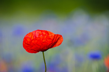 Image showing Poppy flower closeup