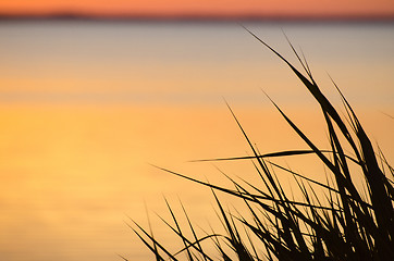 Image showing Reed leaves by sunset