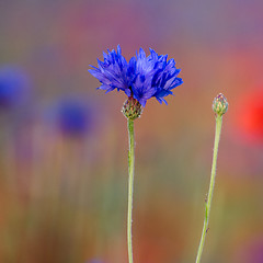 Image showing Cornflower and bud closeup