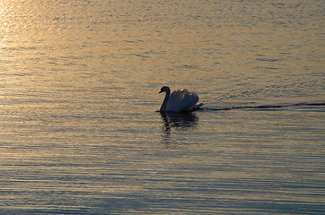 Image showing Single swan swimming in calm water