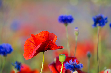 Image showing Poppy flower in focus