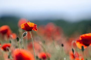 Image showing Focus on one poppy flower