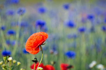 Image showing One poppy focused in a cornflower field