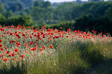 Image showing Corn field with poppies 