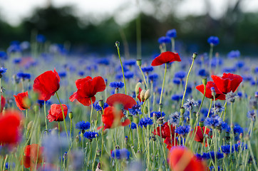 Image showing Summer feeling flowers