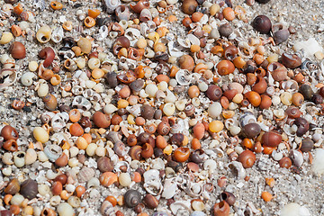 Image showing lots of sea snail shells