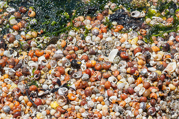 Image showing lots of sea snail shells