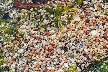 Image showing lots of sea snail shells