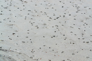 Image showing sand and lugworm piles