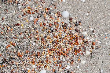 Image showing lots of sea snail shells