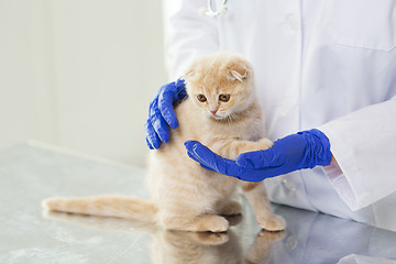 Image showing close up of vet with scottish kitten at clinic