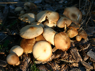 Image showing mushrooms