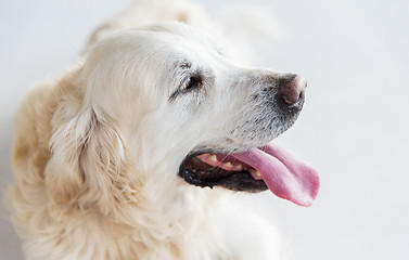 Image showing close up of golden retriever dog