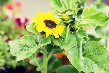 Image showing close up of blooming sunflower in garden