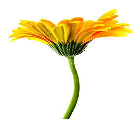 Image showing yellow flower