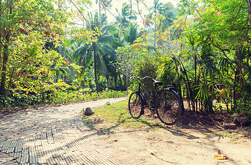 Image showing bicycle at tropical park roadway