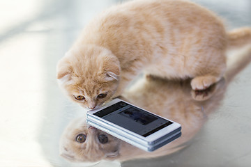 Image showing close up of scottish fold kitten with smartphone