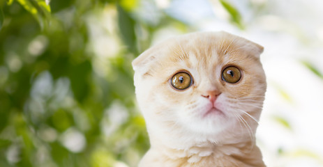 Image showing close up of scottish fold kitten over nature