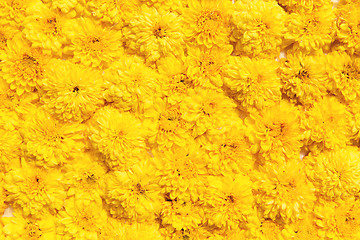 Image showing beautiful chrysanthemums flowers