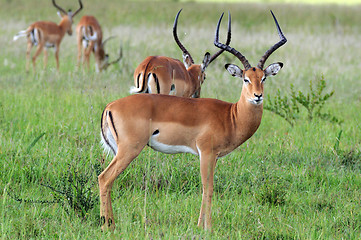 Image showing Impalas in Mikumi National Park