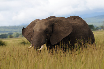 Image showing Elephant