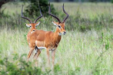 Image showing Two impala rams