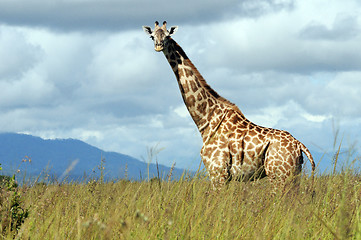 Image showing Giraffe