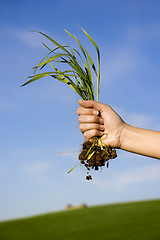 Image showing handful of grass