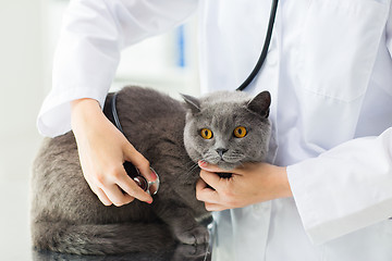 Image showing close up of vet with stethoscope and cat at clinic