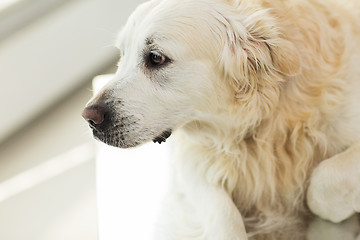 Image showing close up of golden retriever dog at vet clinic