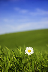 Image showing White daisy