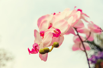 Image showing beautiful orchid flowers