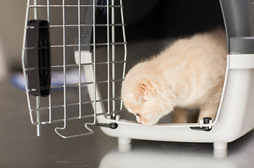 Image showing close up of scottish fold kitten in cat carrier 