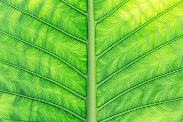 Image showing green palm tree leaf