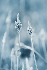 Image showing Lavender