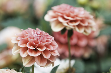 Image showing Pink and red dahlia flowers