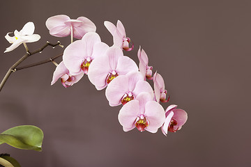 Image showing pink orchid blossom