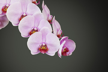Image showing pink orchid blossom